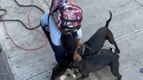 Dangerous dogs war
