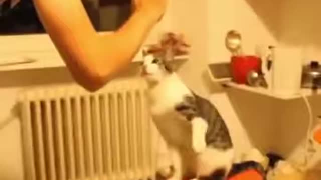 How interesting is it to have a cute & funny cat?