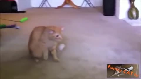 Cats and Dogs meeting for the first time!!!