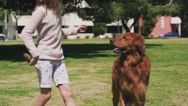 Cute dog