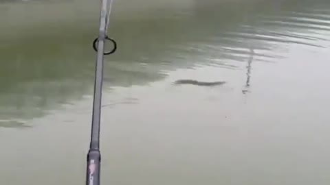 This is a beautiful and charming water-dwelling species