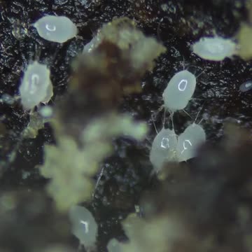 Яжте бисквитки ...