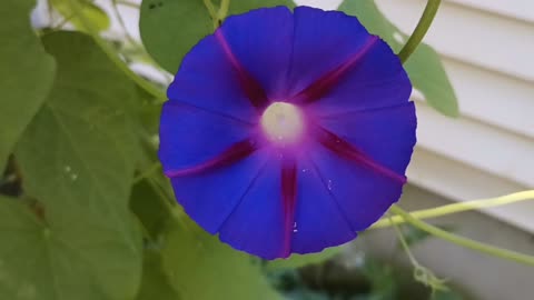 Morning Glory