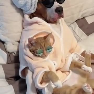 MILLIONAIRE DOG AND HIS BEST FRIEND, THE RICH CAT ENJOYING LIFE!