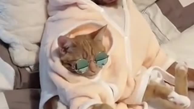 MILLIONAIRE DOG AND HIS BEST FRIEND, THE RICH CAT ENJOYING LIFE!