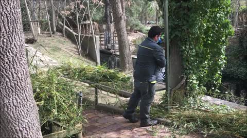 Video Shows How Zoo Animals Spend Days With No Visitors