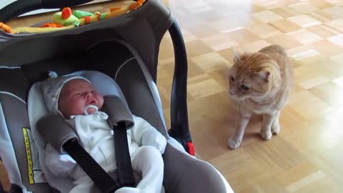 Cat baby sitting the kid viral lovely video