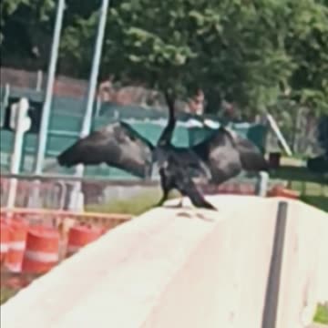 Comorant on the bridge.