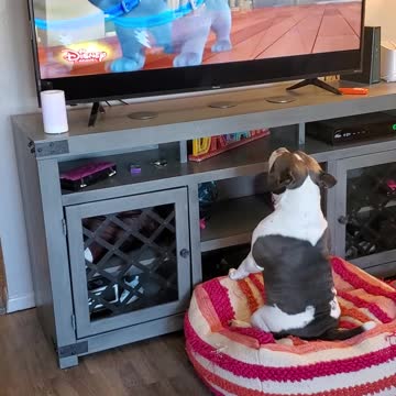 Sugars favorite cartoon