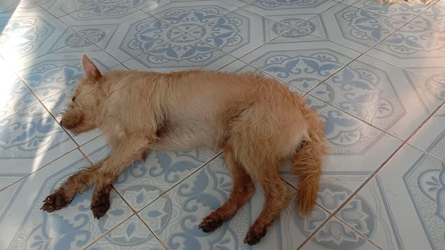 the lazy dog ​​sleeps in the morning