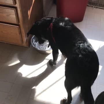 Perro juguetón hace burbujas en su bowl de agua