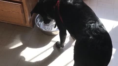 Perro juguetón hace burbujas en su bowl de agua