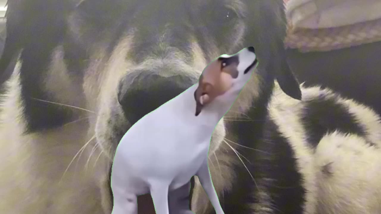 Dancing dog 😆