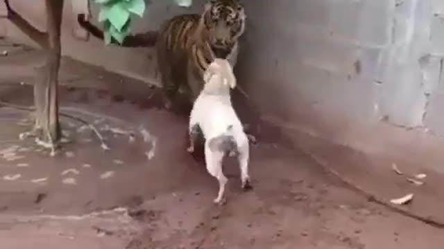 Dog fight with tiger