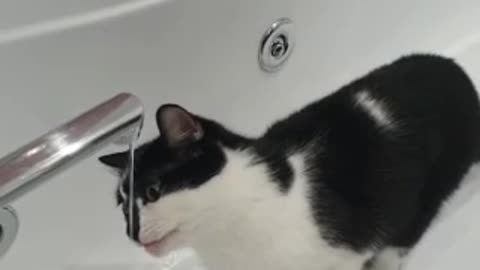 cat loves water