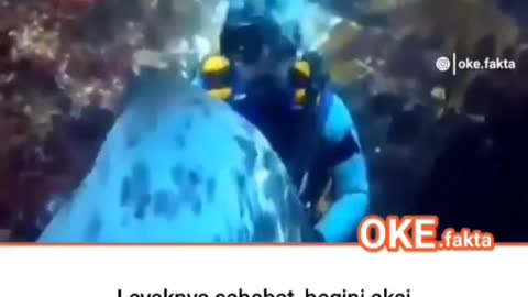 This is a beautiful and charming water-dwelling species