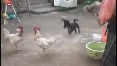 🐓Animal funny videos 🤣