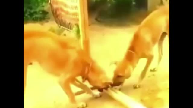 Cat and dog video,injoy at, funny cat 😺 funny dog 🐕 video