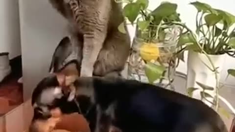 Cat vs dog