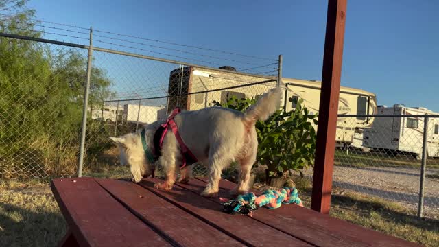 My Westie Trying to Communicate