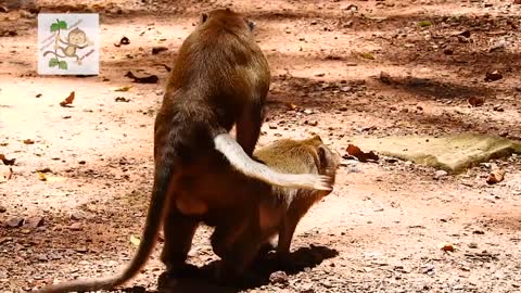 Monkey make mating funny