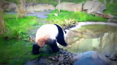 look in this video that cute panda.