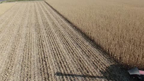 Combine and grain cart