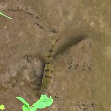 Beautiful perch in the river / a beautiful fish in the water.