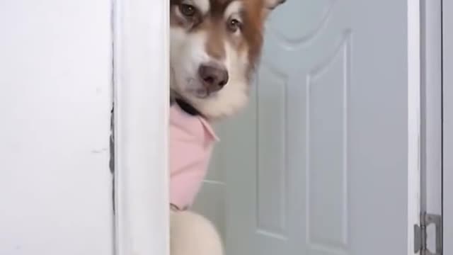 Smart Dog are Cut and Funny I love this Dog and this is my Favorite Dog