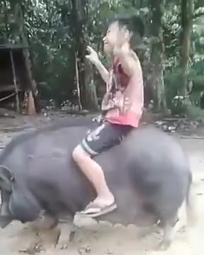 The boy's friendship with the big pig