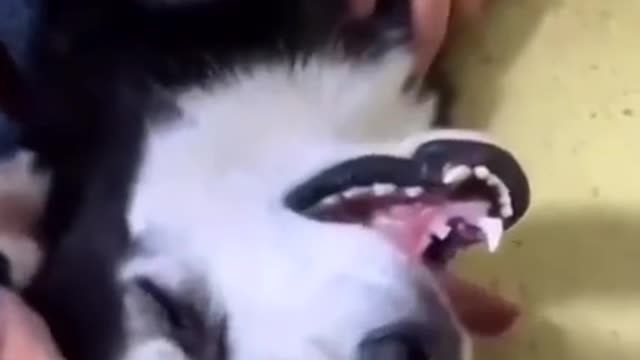 Try not to Laugh | Cute and funny golden retriever and husky shorts