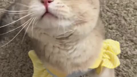 Cash’s meow collection! Sound on, u gonna love it!😎