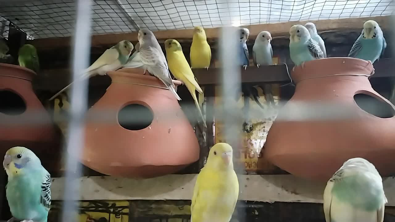 Bird love