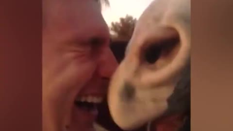 Horse Play the Piano with his Lips Funny