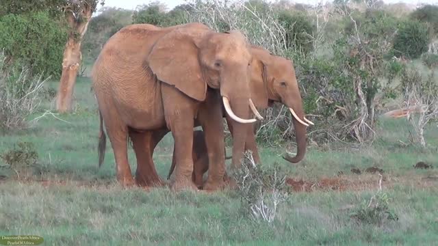 Mum and Dad Elephants adorably Protect their Newly born Baby Elephant.