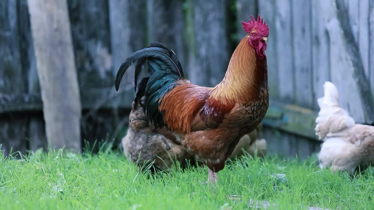 A muscular 💪 💪 cock with three beautiful hen
