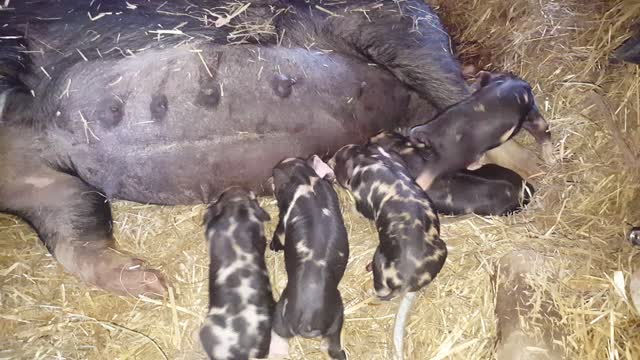 New Piglets on the farm