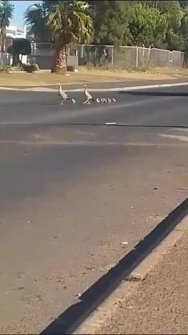 Kraaifontein cops escort geese