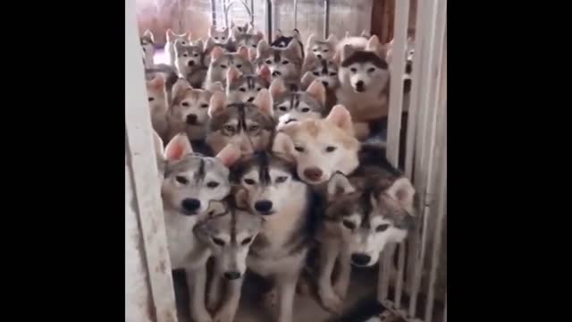 Best Funny Animals Video 2022 - Newest Cats😹 and Dogs🐶 😜😆 Funny😁😋😂