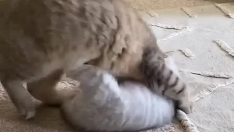 cat fight || cute cats || cats love || cute vibes ||