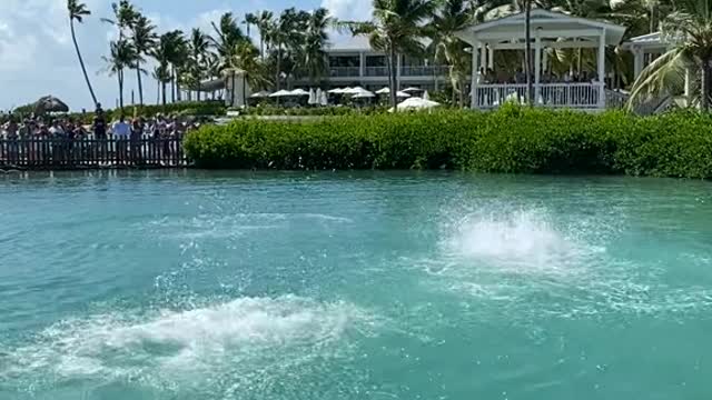 fyp#floridakeys#marinemammal