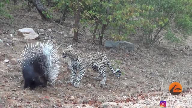 Leopard Takes on and fight procupine.