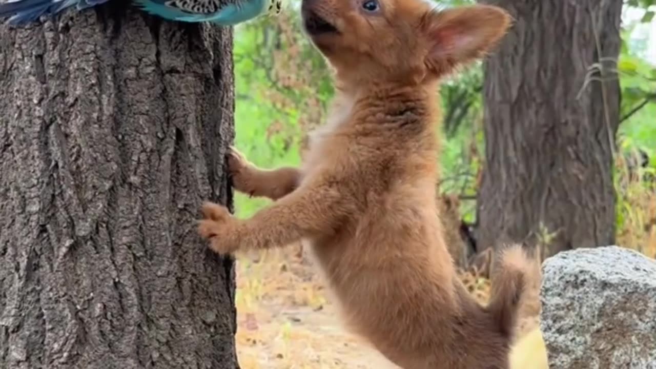 cute bird cat and cute dog puppi