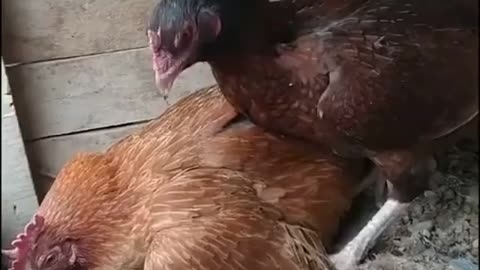 ROOSTER & CHICKEN