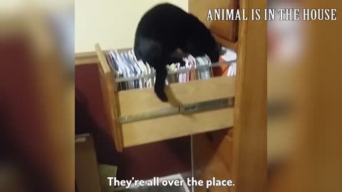 Funny Cat Vines 2021