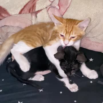 Black Beauty & Tom Early Morning Wake Up