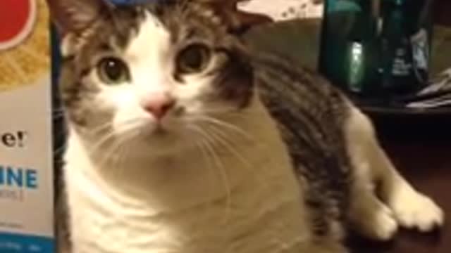 Cat learns to say i love you for treat