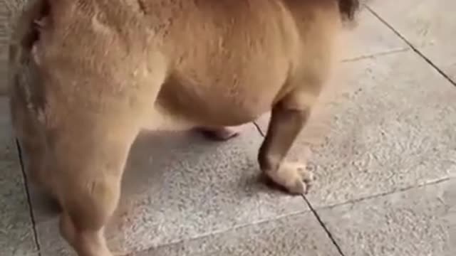 Funny Dog Videos # Try not to laugh