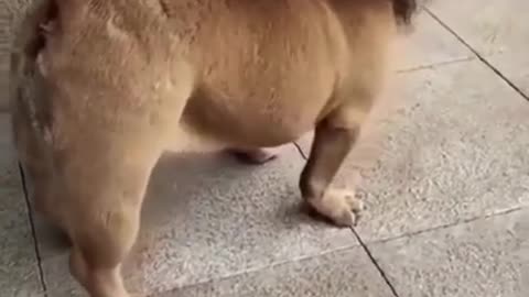 Funny Dog Videos # Try not to laugh