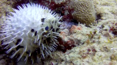 Pufferfish and Octopus Fight